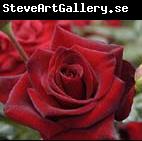 unknow artist Realistic Red Roses